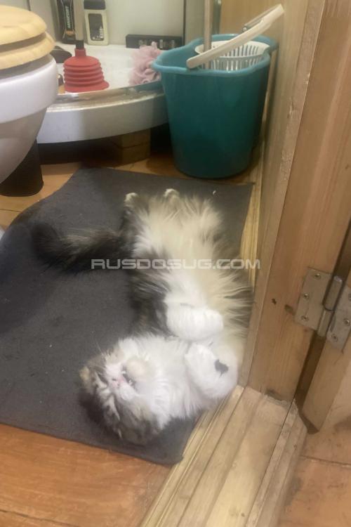 Девушка Проститутка в Питере у метро Проспект Ветеранов